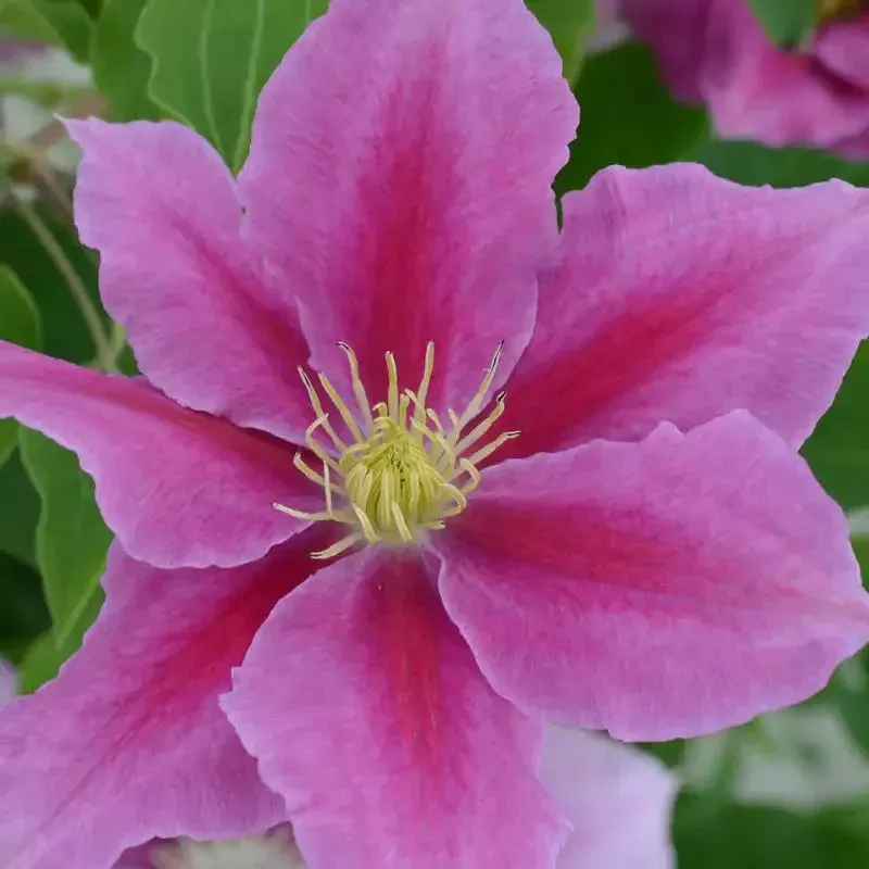 Vicki Clematis