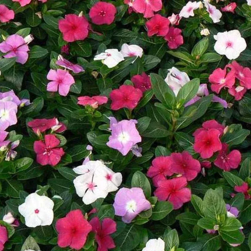 Vinca Higro F-1 Mix GL – 100 Seeds