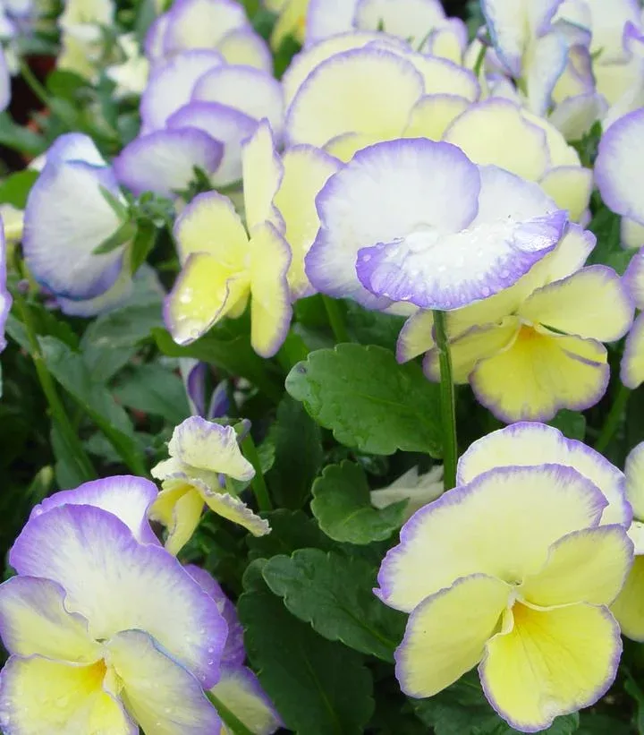 Viola ‘Etain’