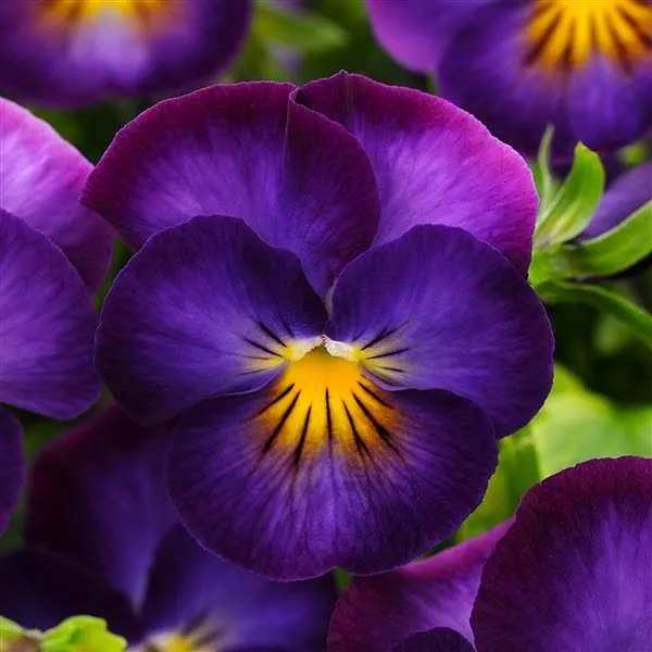 Viola ‘Halo Violet’