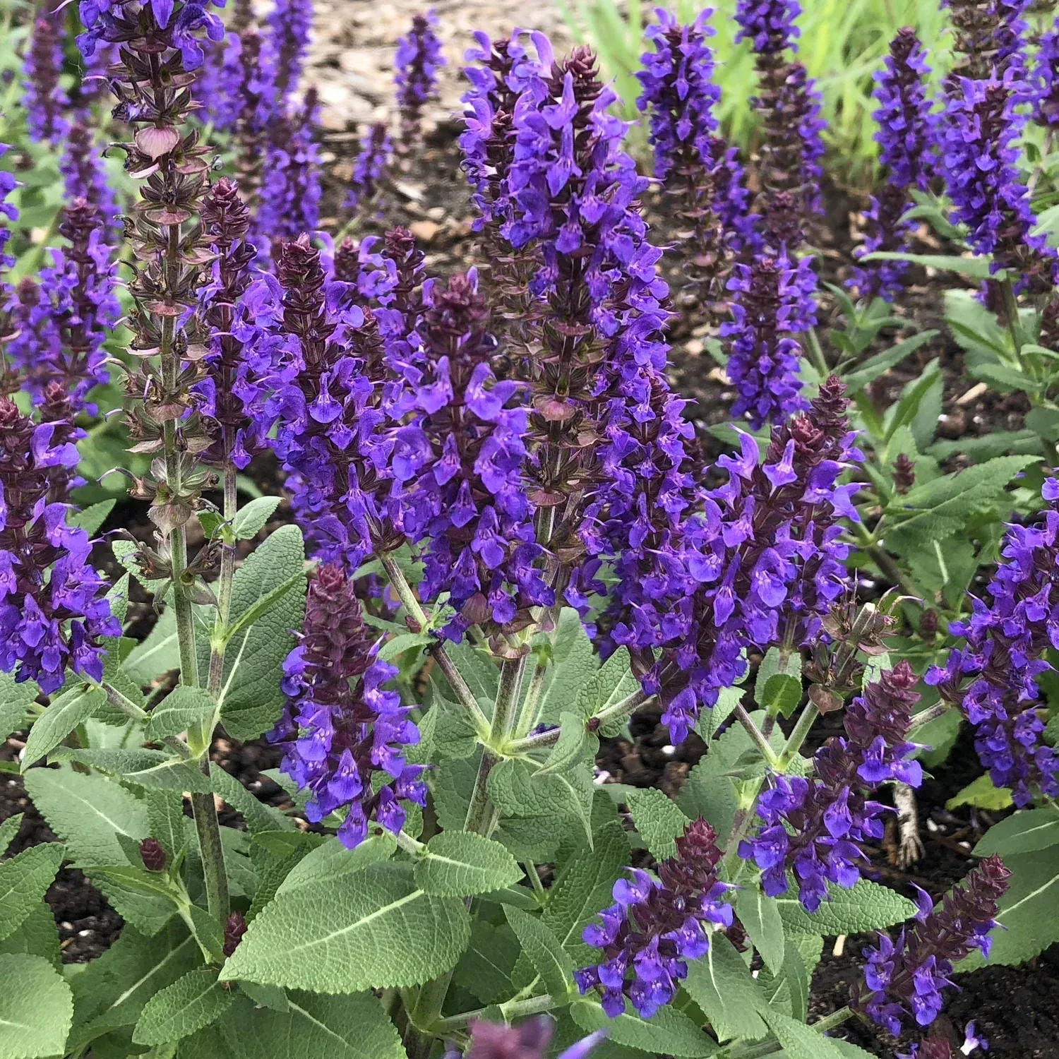 ‘Violet Profusion’ Perennial Salvia