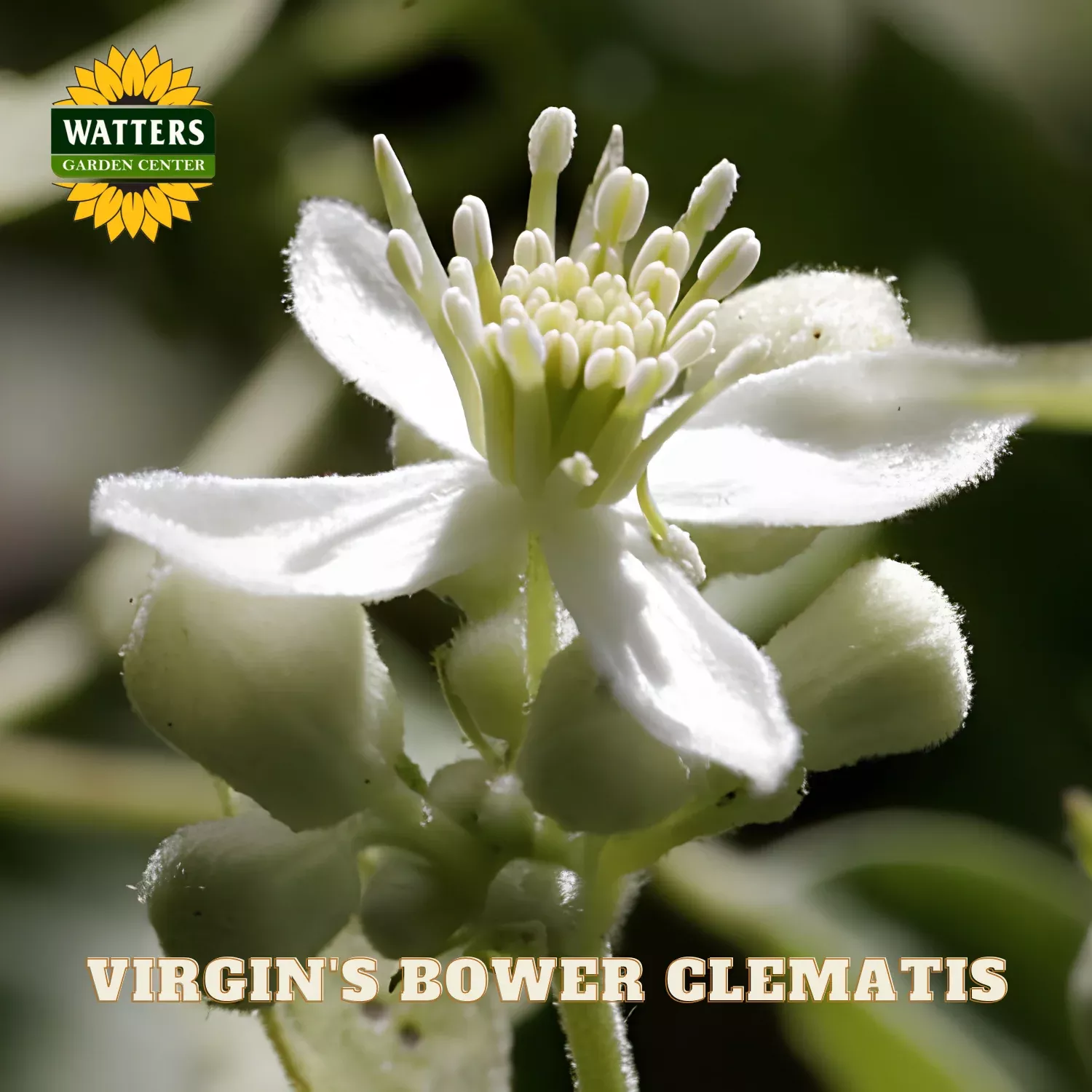 Virgin's Bower Clematis (Clematis virginiana) - 1 gallon