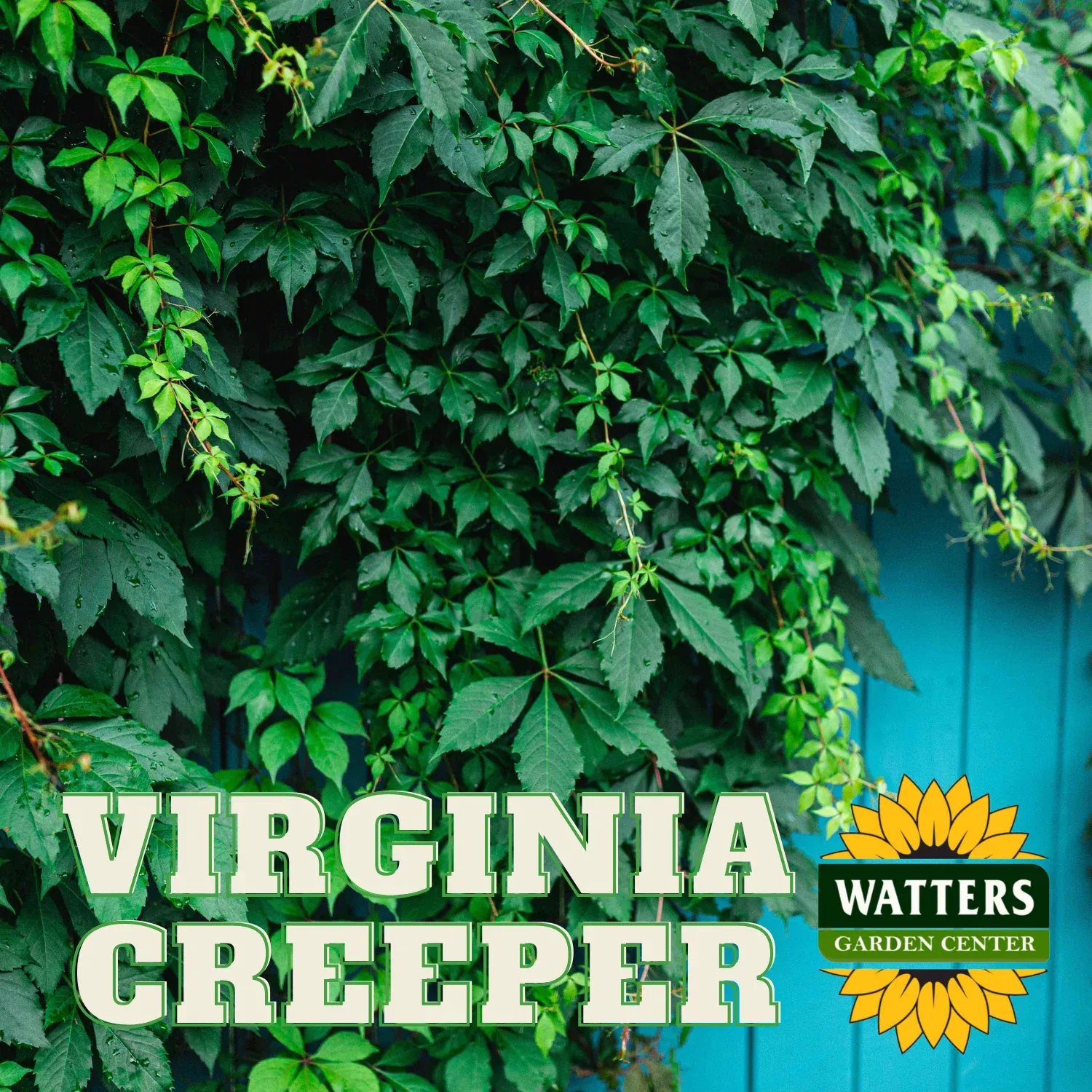VIRGINIA CREEPER VINE 2gal