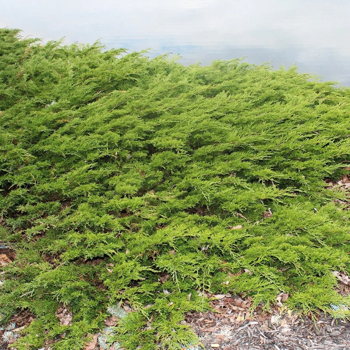 Viridis Sargent’s Juniper