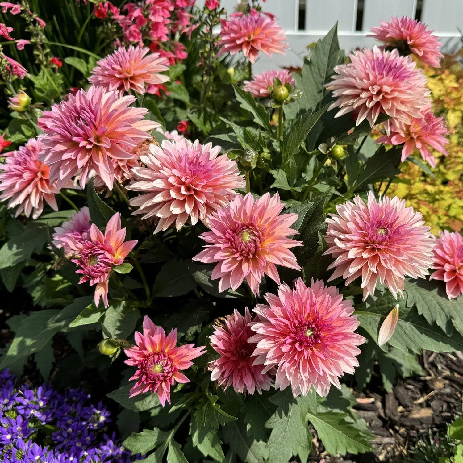 Virtuoso Pinkerific™ Dahlia
