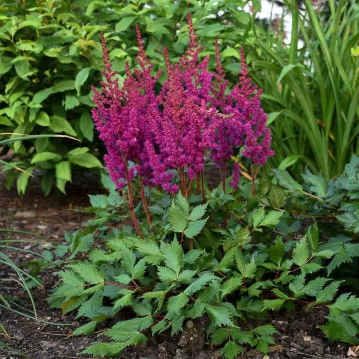Visions in Red Astilbe