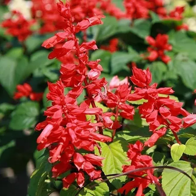 Vista™ Red Salvia