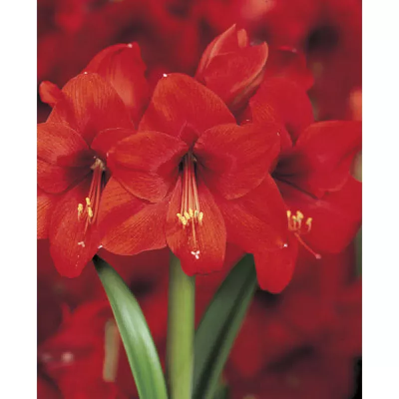 Voluptuous Lion Red Rare Premium Amaryllis