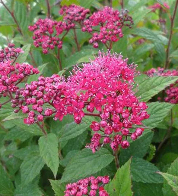 Walberton’s Plumtastic Spirea