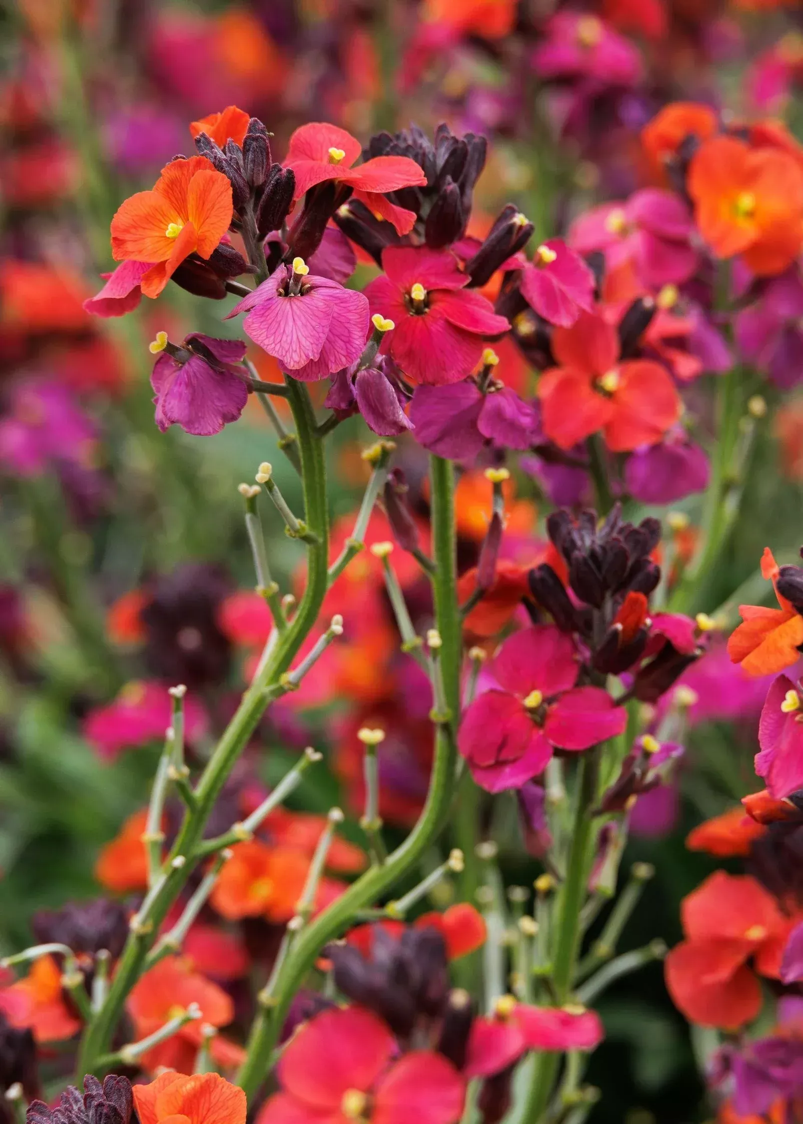 WALLFLOWER ERYSIMUM MAGENTA 1gal