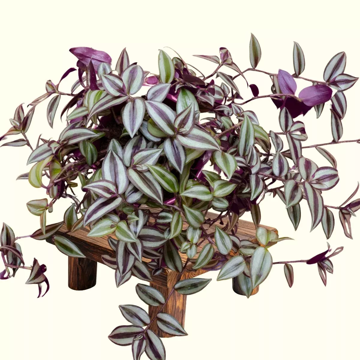 Wandering Jew Plant