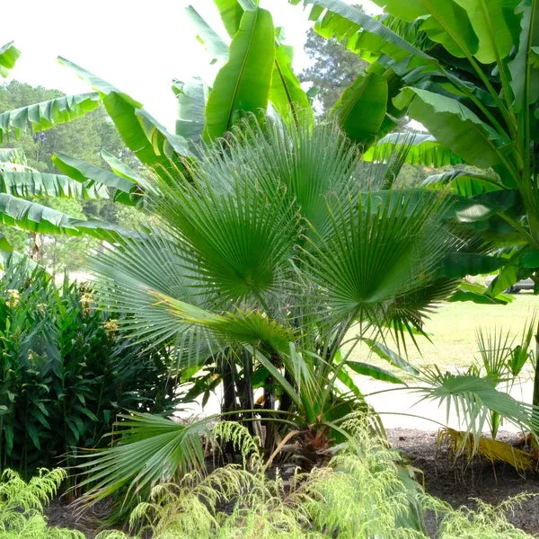 Washingtonia filifera ‘Denton’