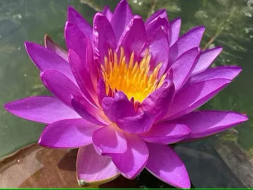Water Lily (HRDYxTROP) – VIOLICIOUS (PURPLE)