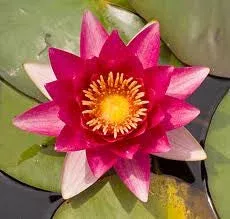 Water Lily – REMBRANDT (RED)