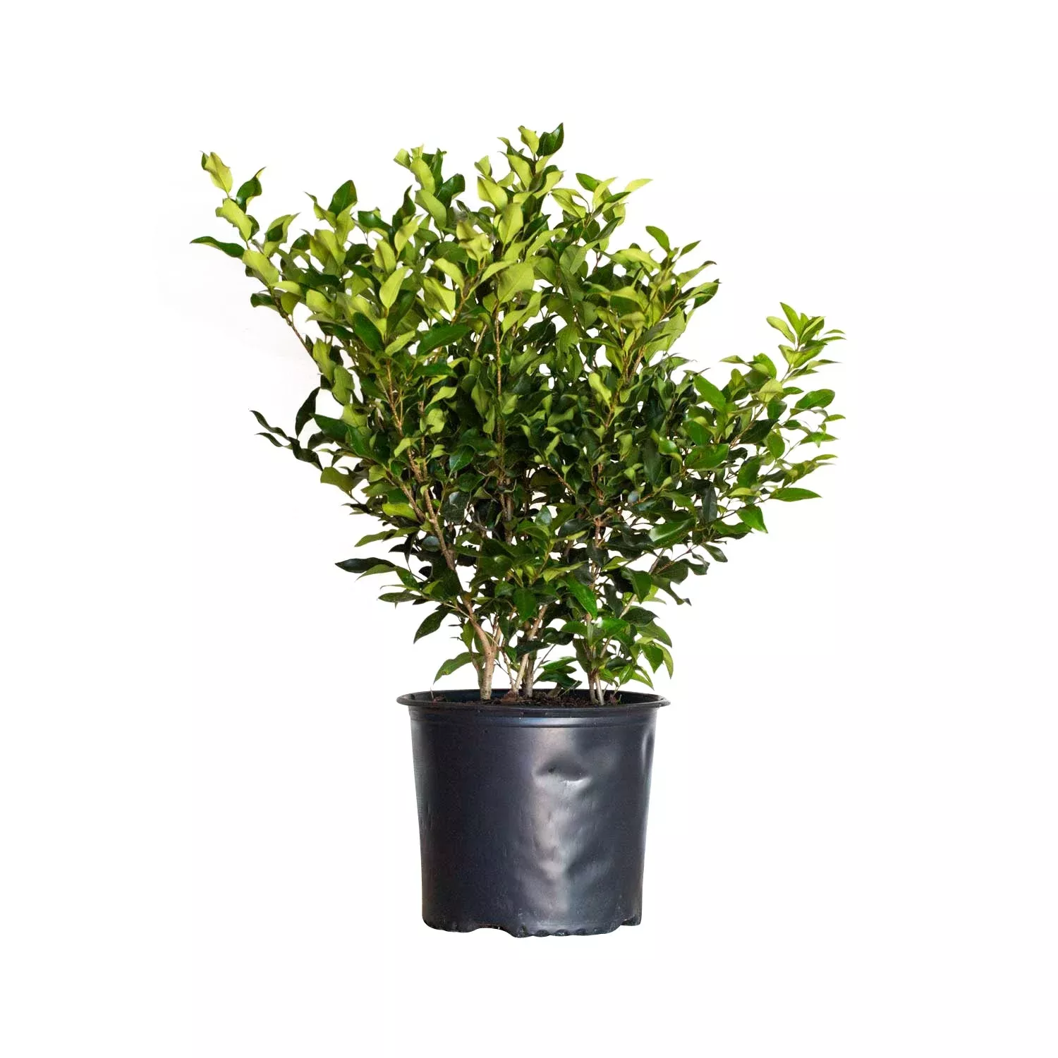Wavy Leaf Ligustrum Recurvifolia