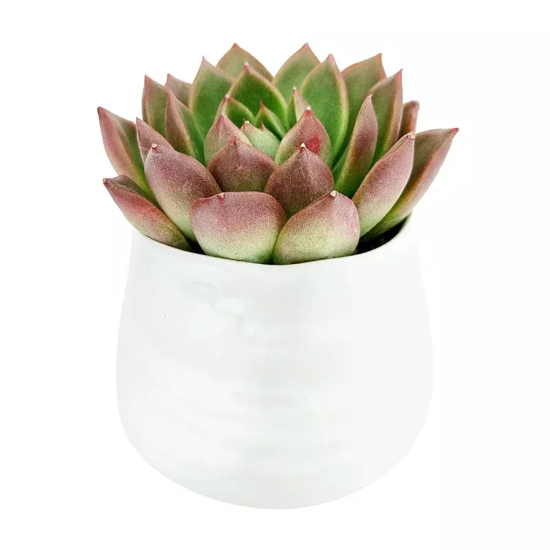 Wavy Planter