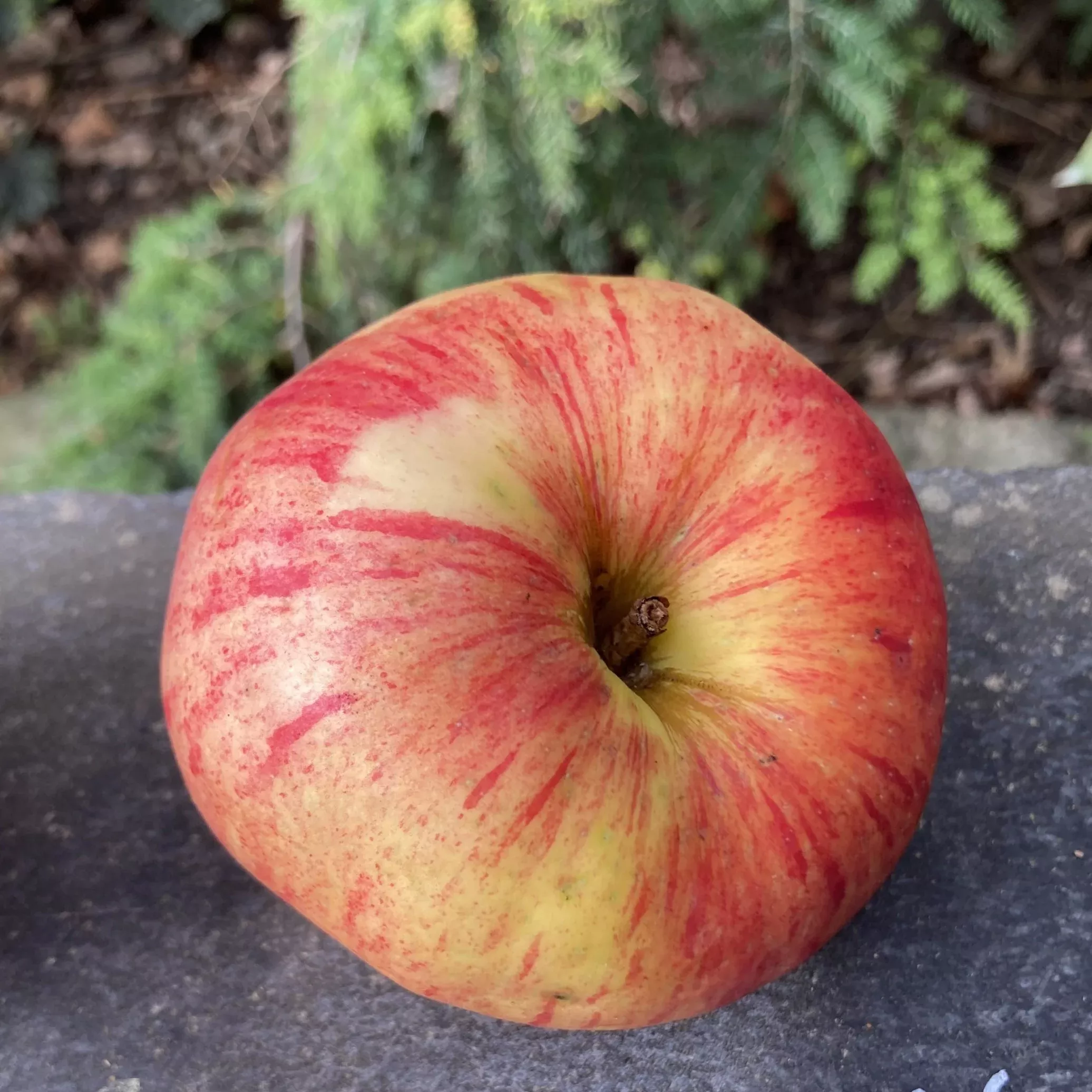 Wealthy Apple