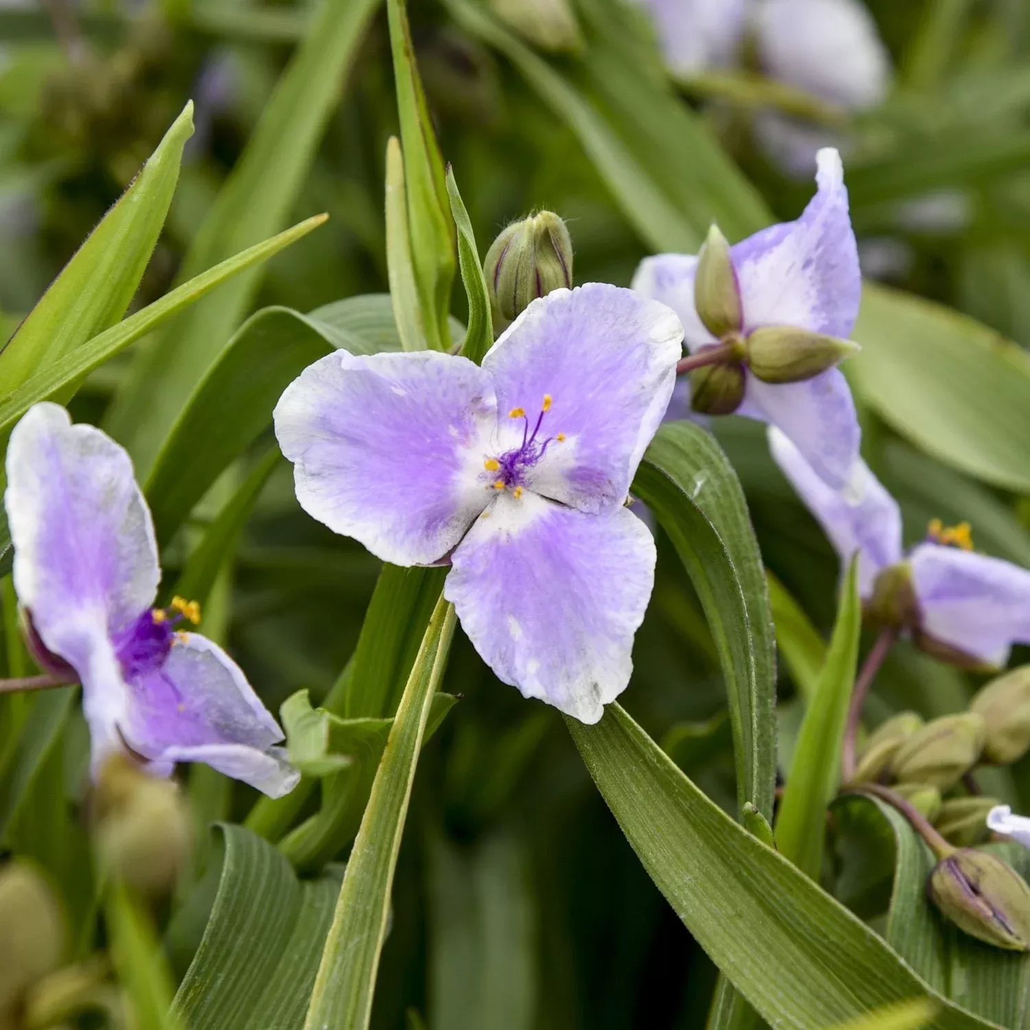 ‘Webmaster’ Spiderwort (Tradescantia)