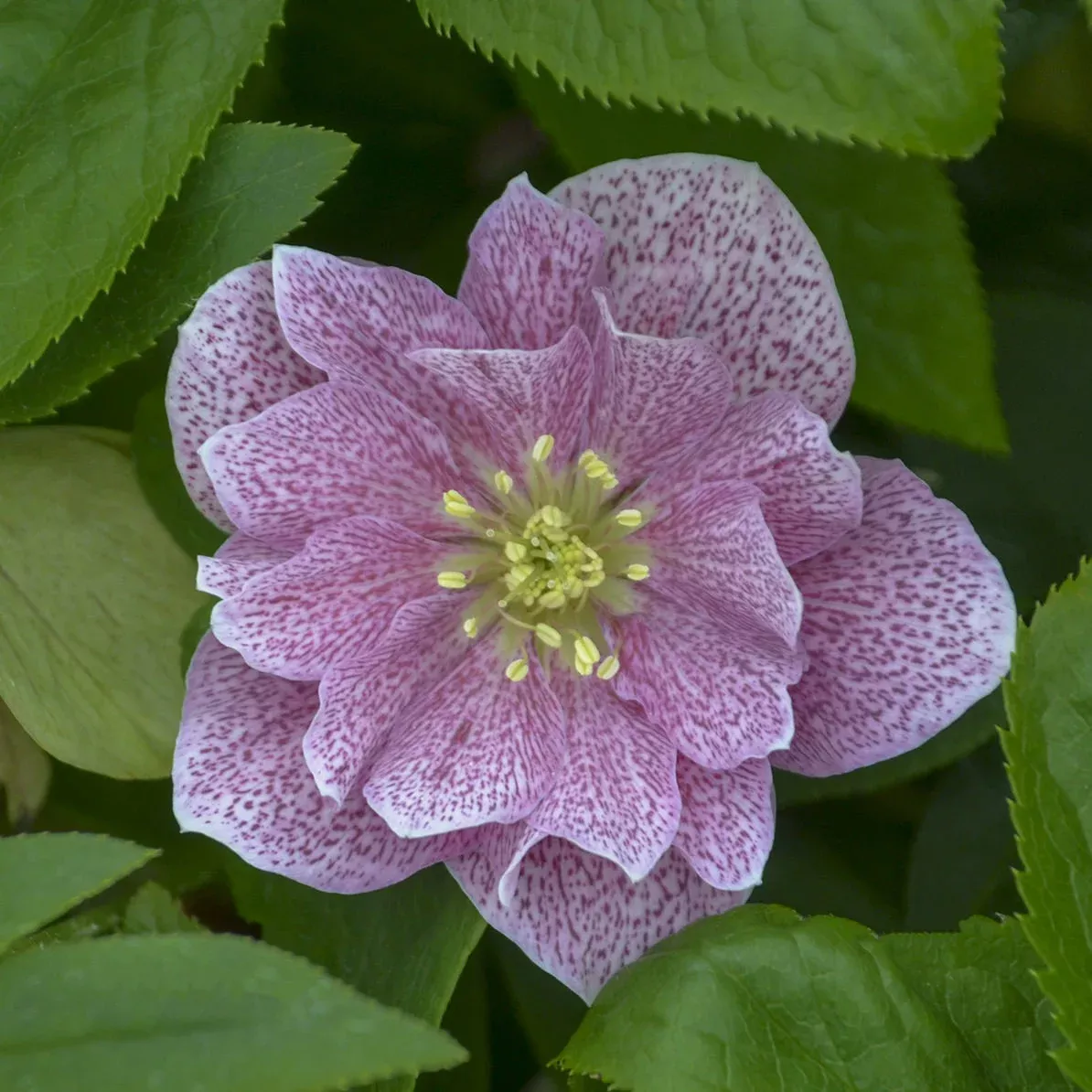 Wedding Party ‘Wedding Crasher’ Lenten Rose (Helleborus)