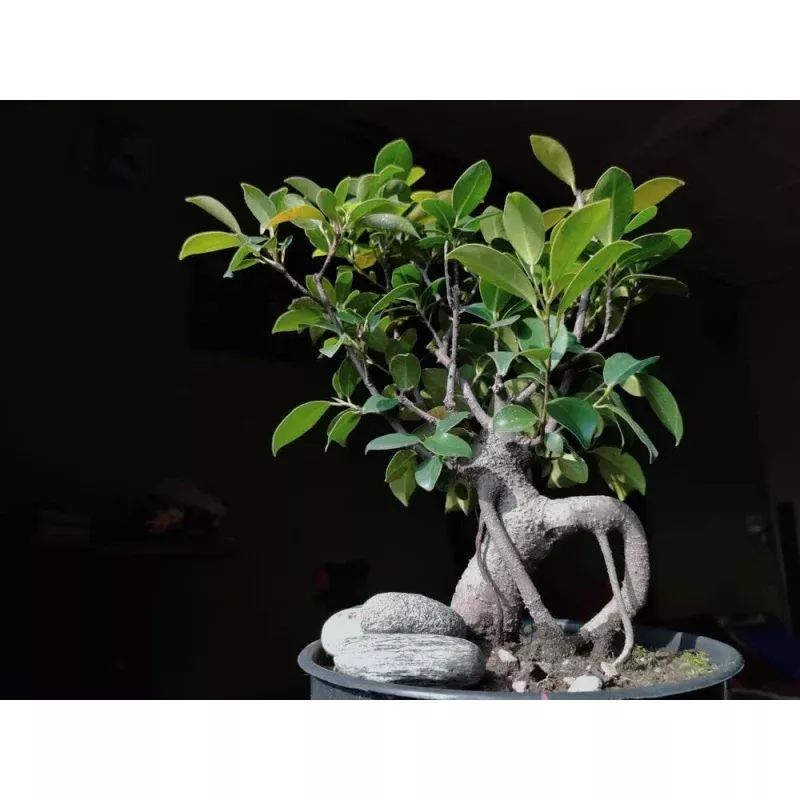 Weeping Fig Bonsai Tree Seeds - 30 Count - Ficus benjamina - Indoor Plant Seeds for Gardening
