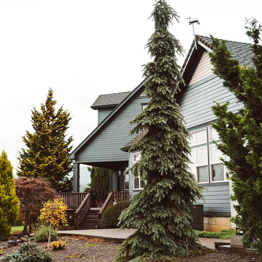 WEEPING WHITE SPRUCE 7gal