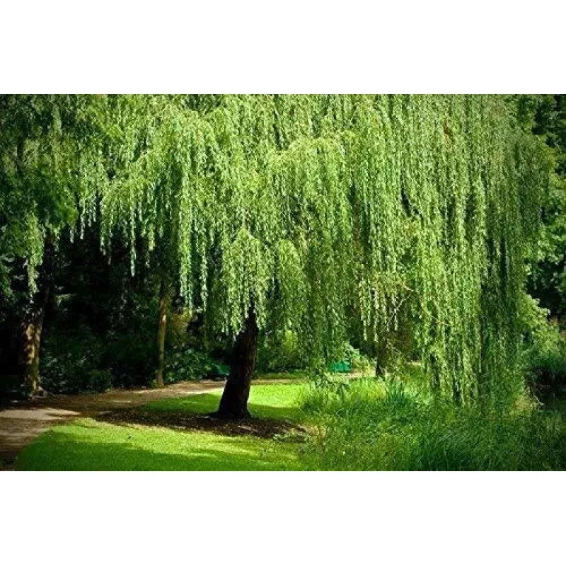 Weeping Willow Tree - Live Plant - Arching Canopy - Salix babylonica - Memorial Gift
