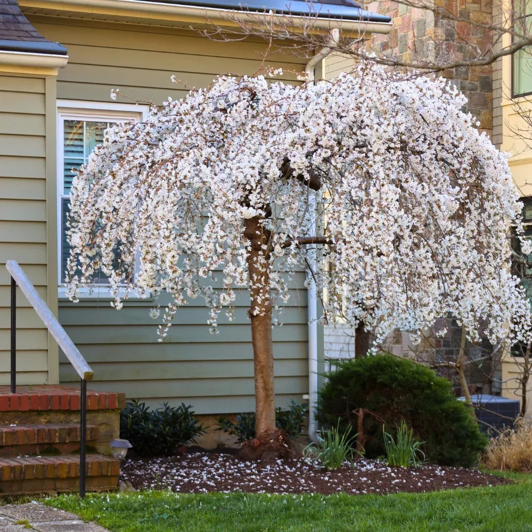Weeping Yoshino Cherry Tree