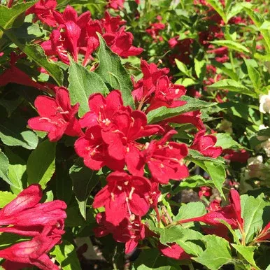 Weigela florida ‘Red Prince’