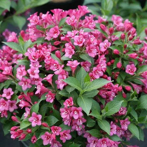 Weigela, Snippet Dark Pink Weigela