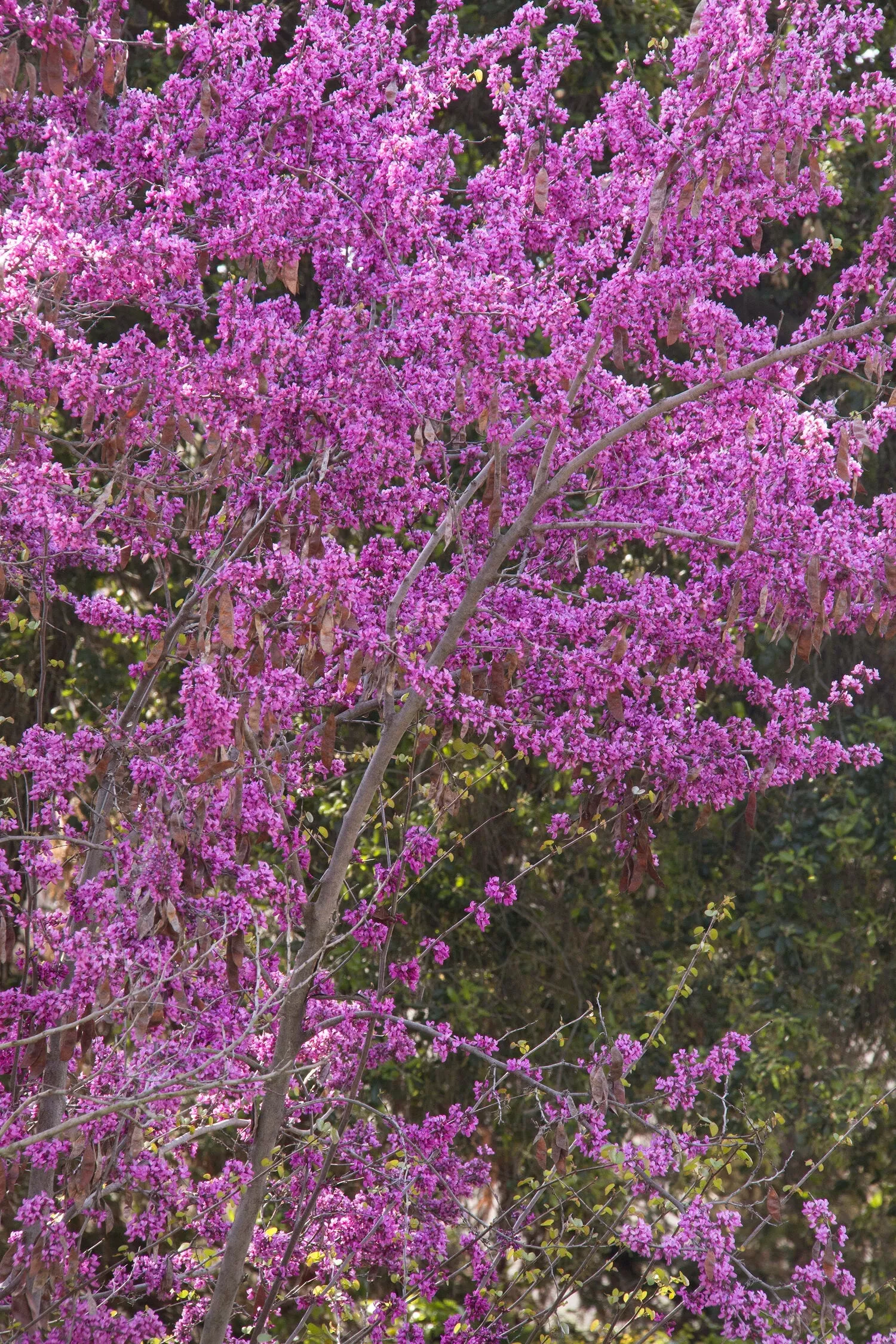 WESTERN CLAREMONT REDBUD TREE 5gal