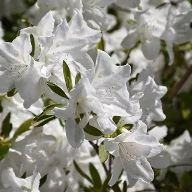 Weston’s Innocence Azalea