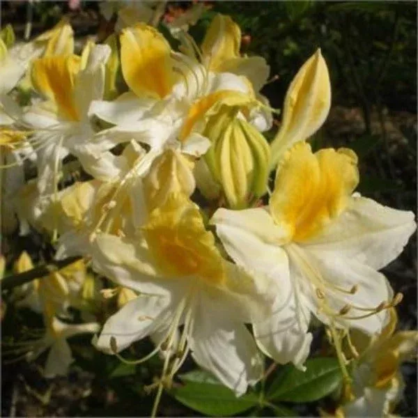 Weston’s Lemon Drop Azalea