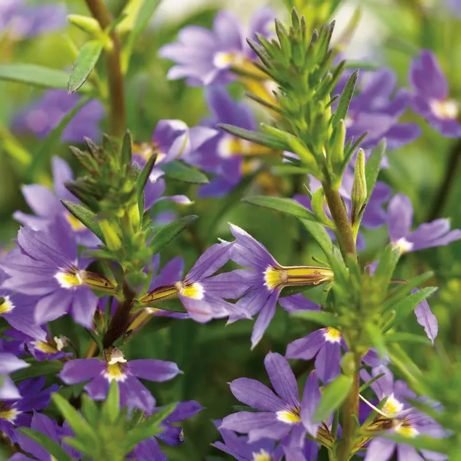 Whirlwind Blue Fan Flower (Scaevola aemula)