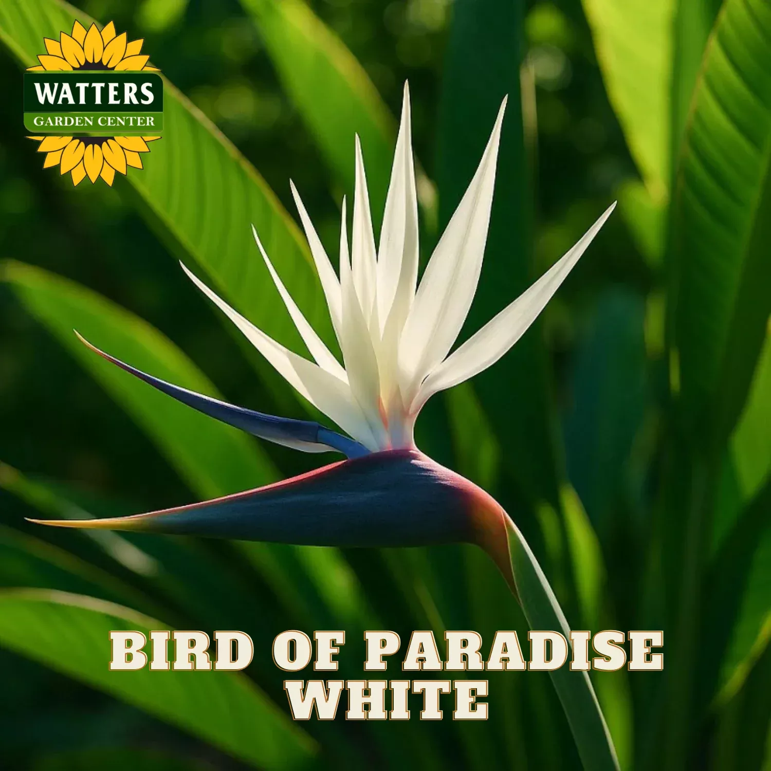 WHITE BIRD OF PARADISE 10in