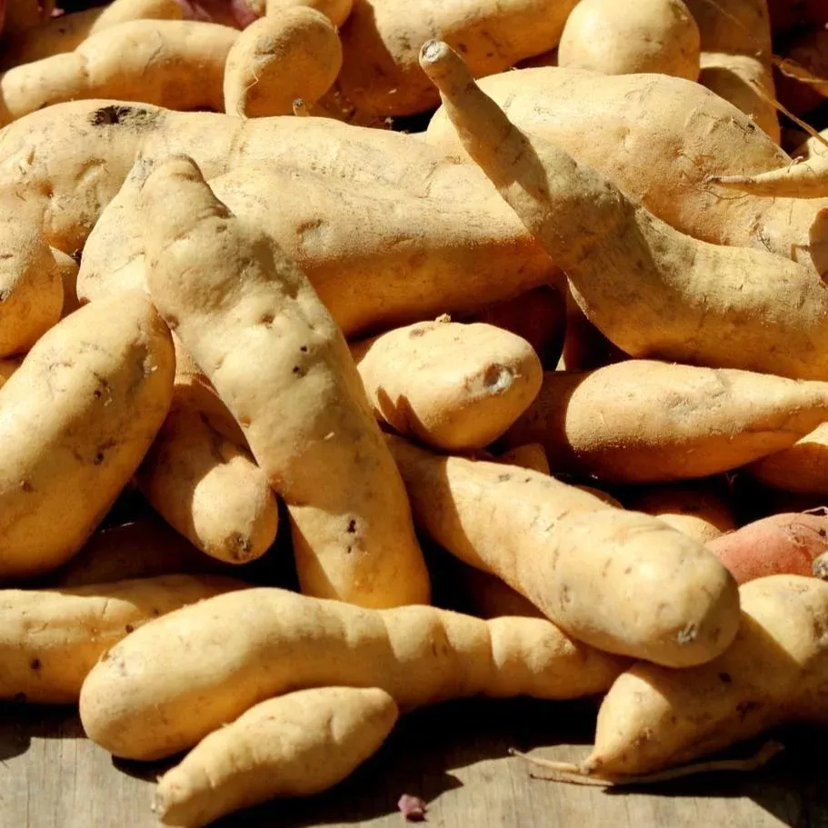 White Bonita Sweet Potatoes, Organic