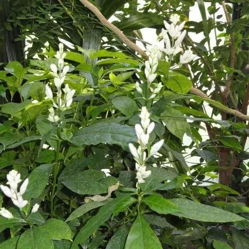 White Candles Shrimp Plant