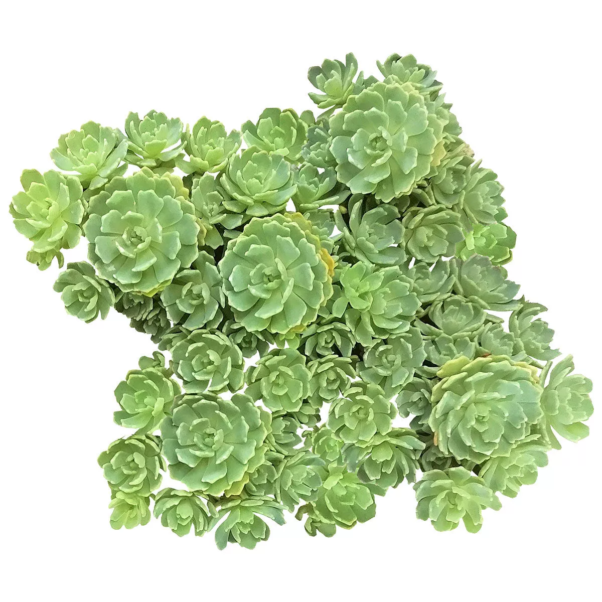 White Diamond Sedum Pachyclados