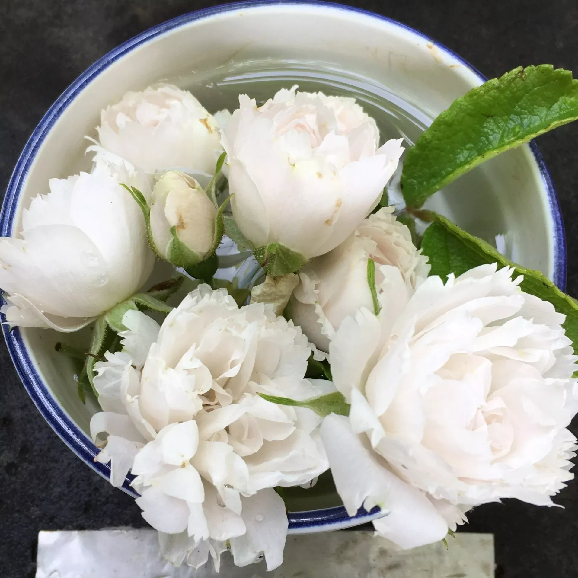 White Grootendorst Rose
