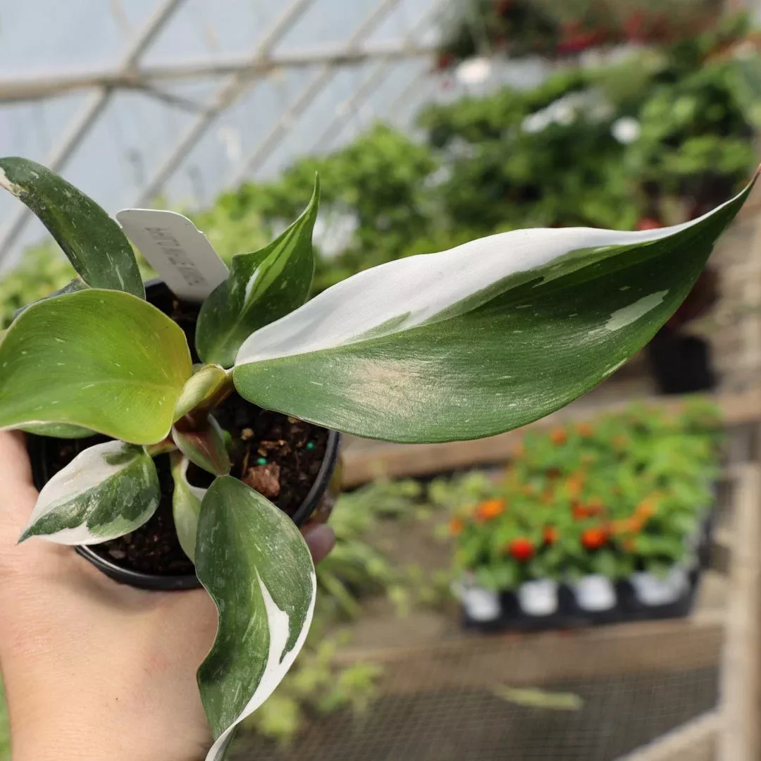 White Knight Philodendron