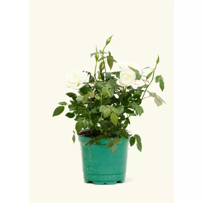 White Mini Rose