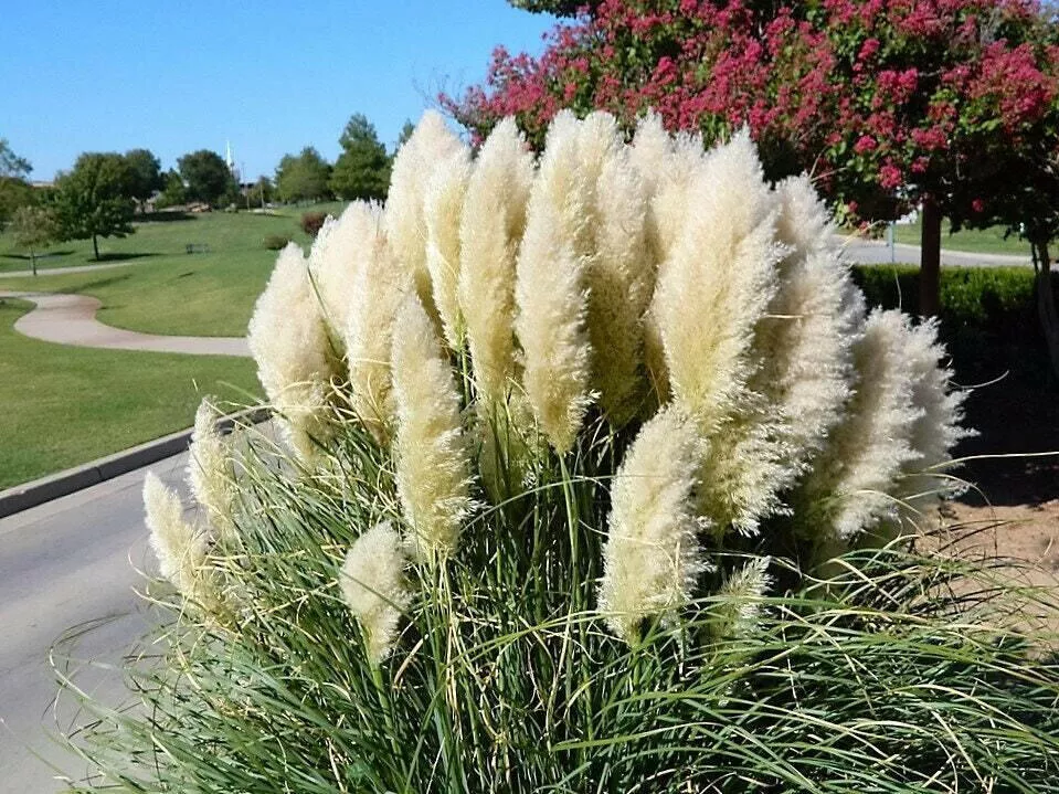 White Pampas Grass - Cortaderia Selloana