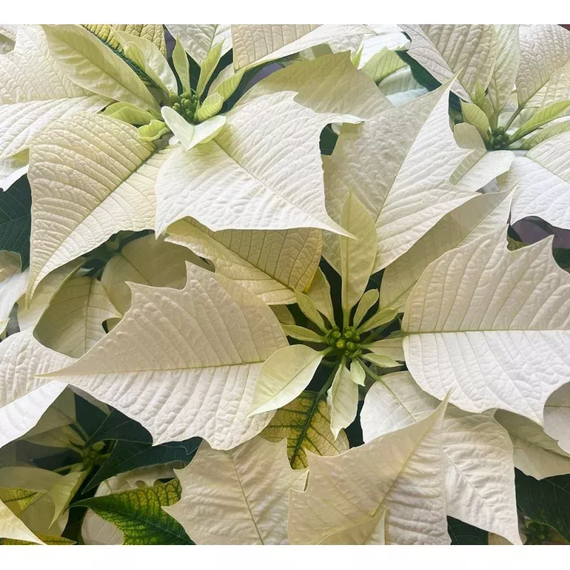 White Poinsettia in Basket