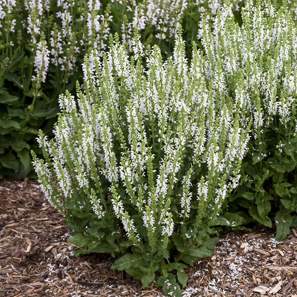 ‘White Profusion’ Perennial Salvia