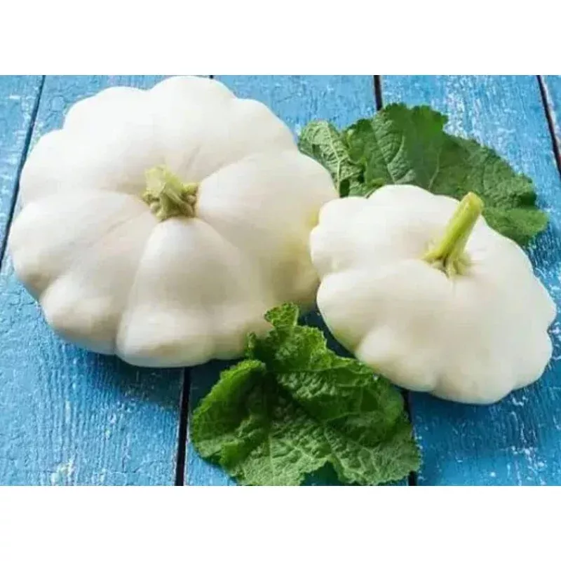 White Scallop Squash Seeds for Planting (10 Seeds) – Early White Bush Squash