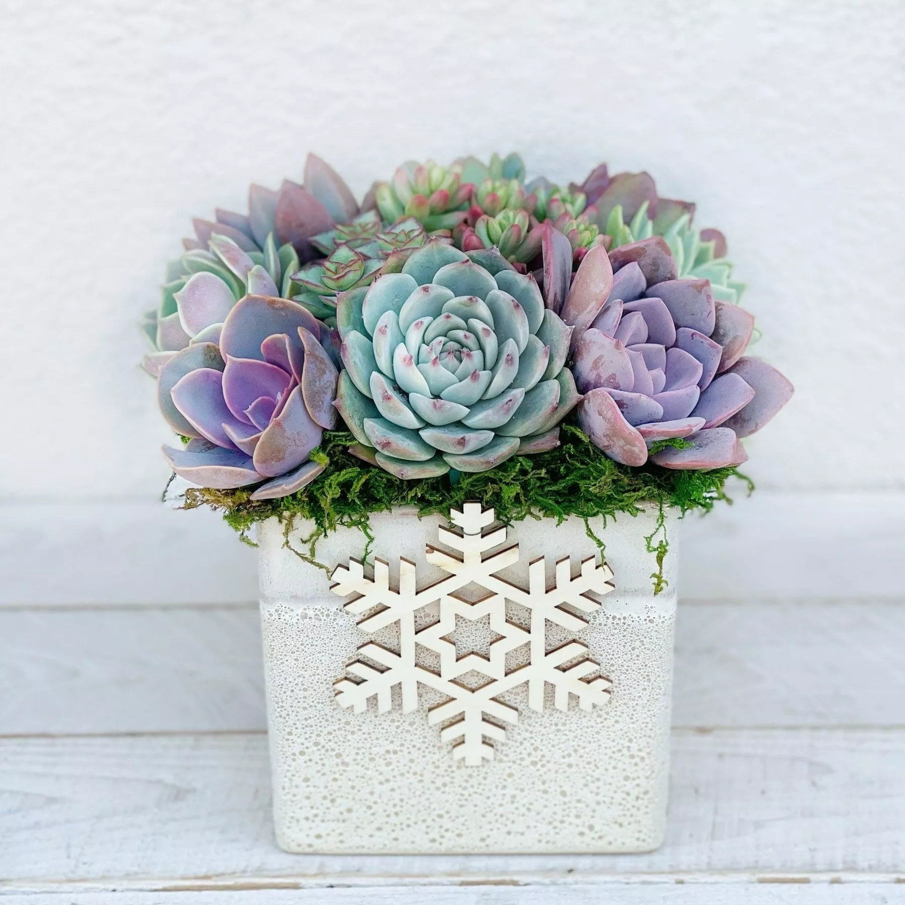 White Snowflake SucculentPlanter