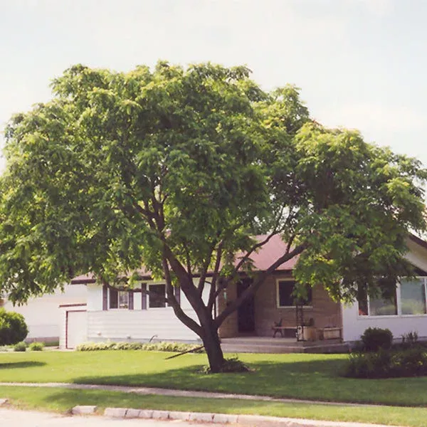 White Walnut
