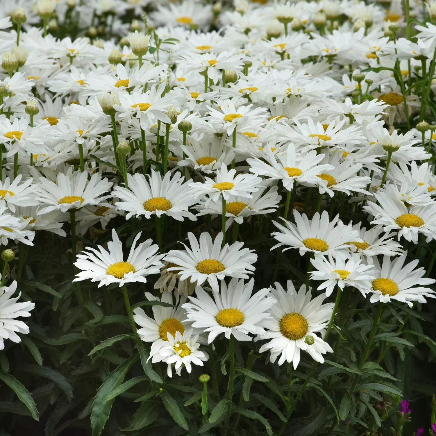 ‘Whitecap’ Shasta Daisy (Leucanthemum)