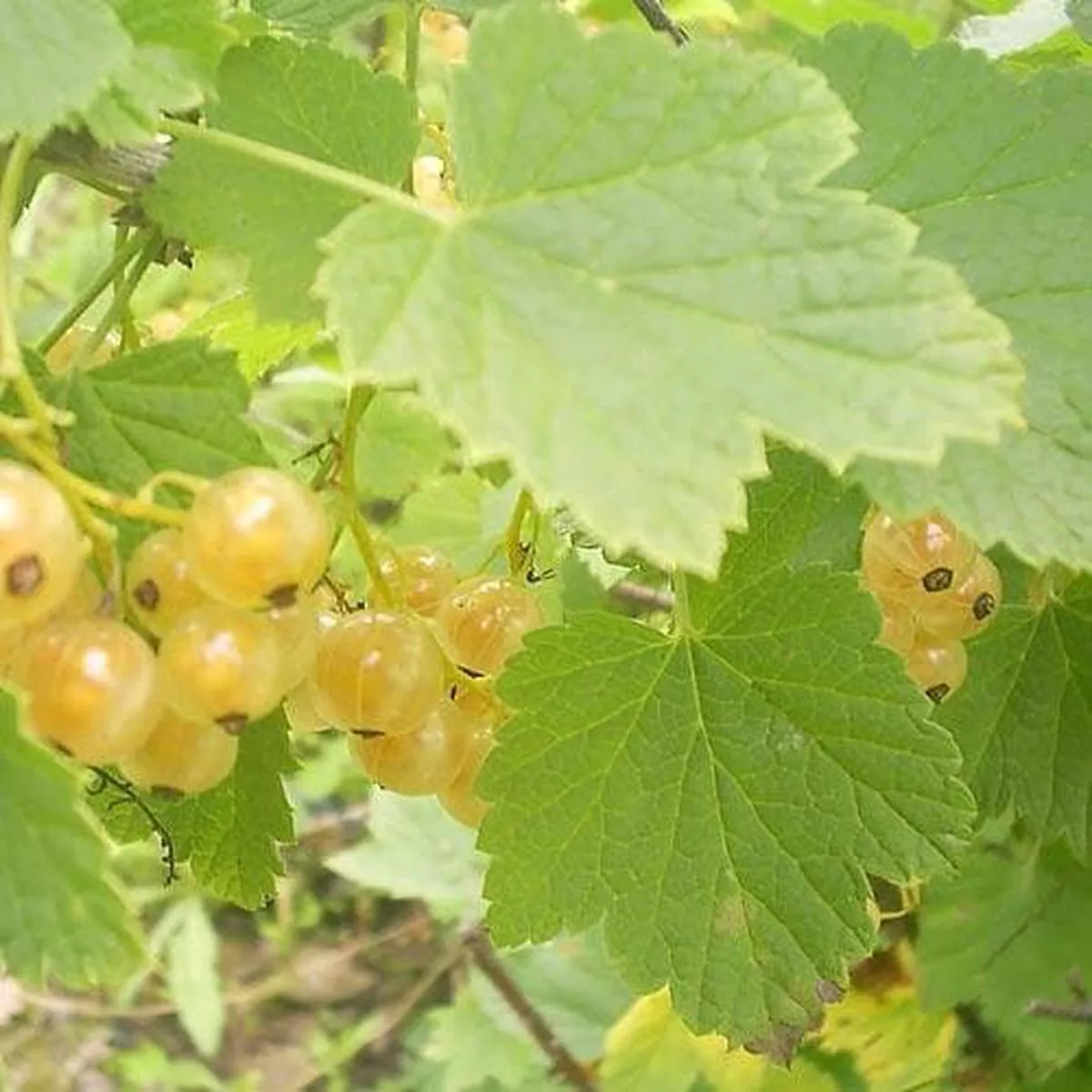 Whitecurrant White Versailles