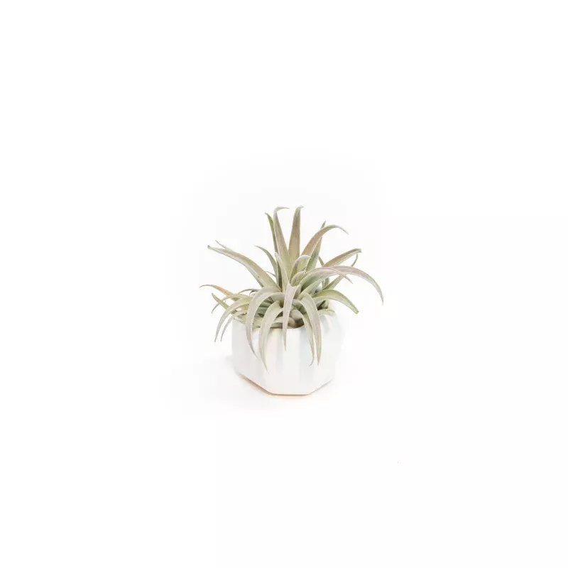 Wholesale - White Geometric Ceramic Container with Assorted Tillandsia Air Plants