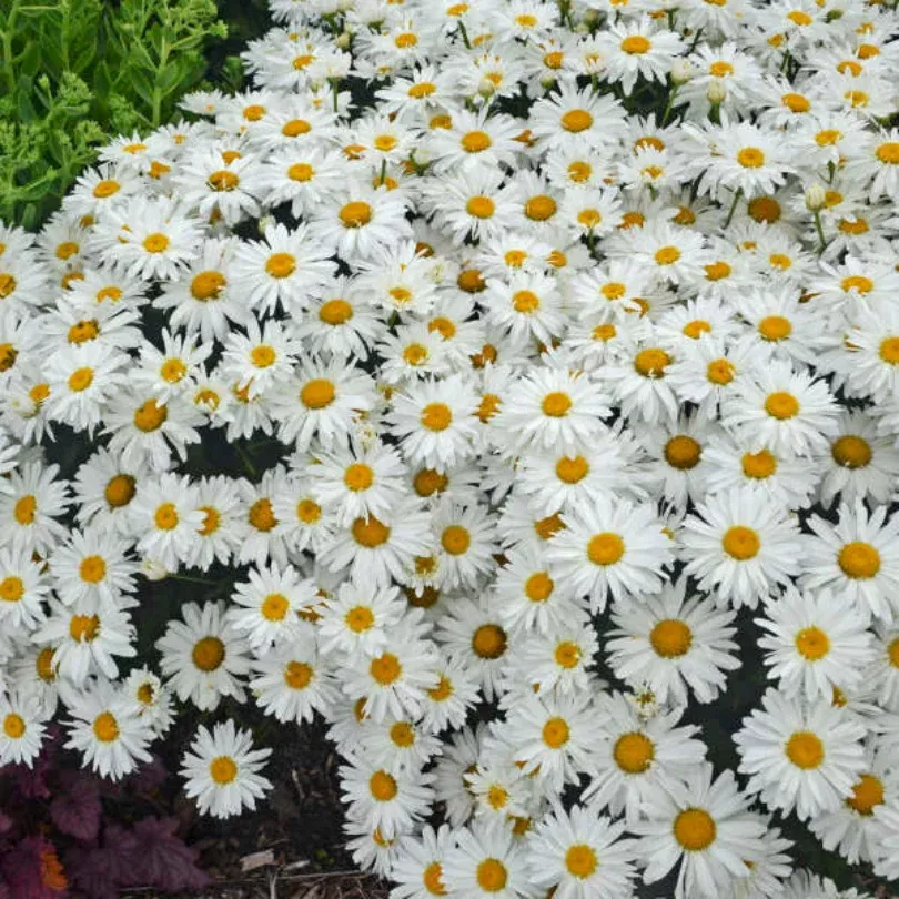 ‘Whoops-A-Daisy’ Shasta Daisy